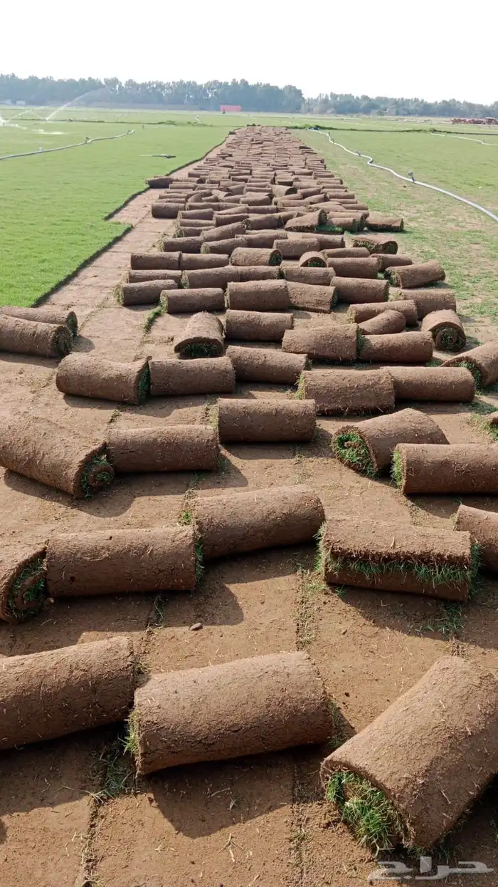 ثيل او نجيله طبيعي مشروطه 2