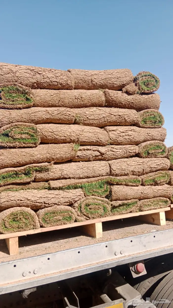 ثيل او نجيله طبيعي مشروطه 9