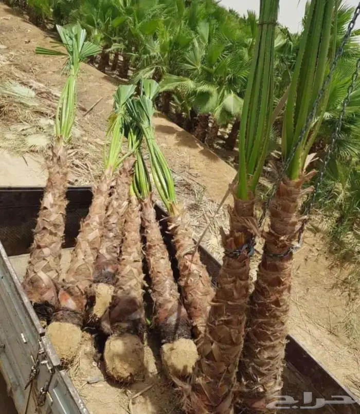 نخل للبيع نقايل جثايث اخلاص سكري شيشي منيفي نخيل صقعي مجدول 7