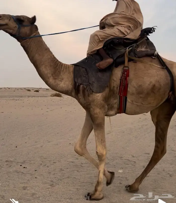 ركبي طايع مشروط وسنه ثني 1