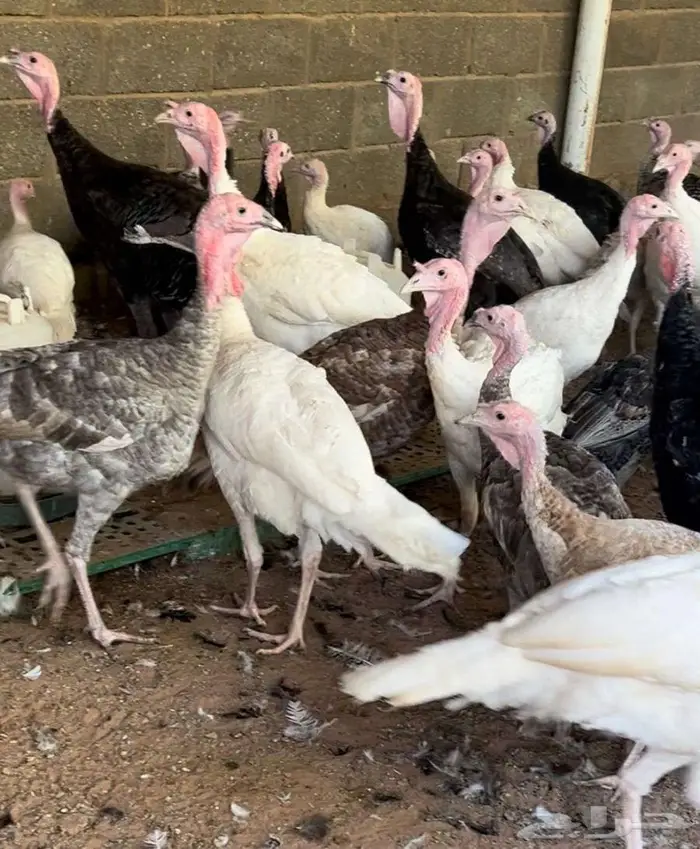 للبيع رومي دجاج وديكه 0