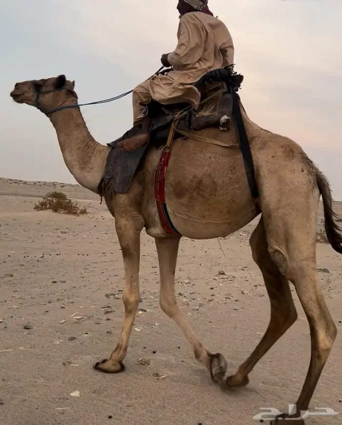 ركبي طايع مشروط وسنه ثني 0