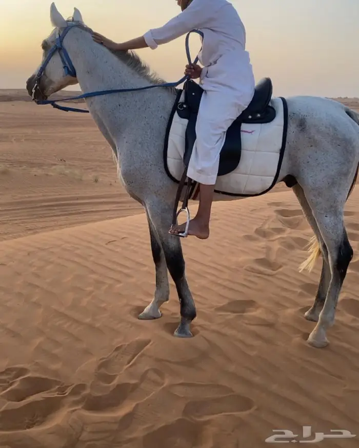 حصان جزيري والبيع شعبي 0