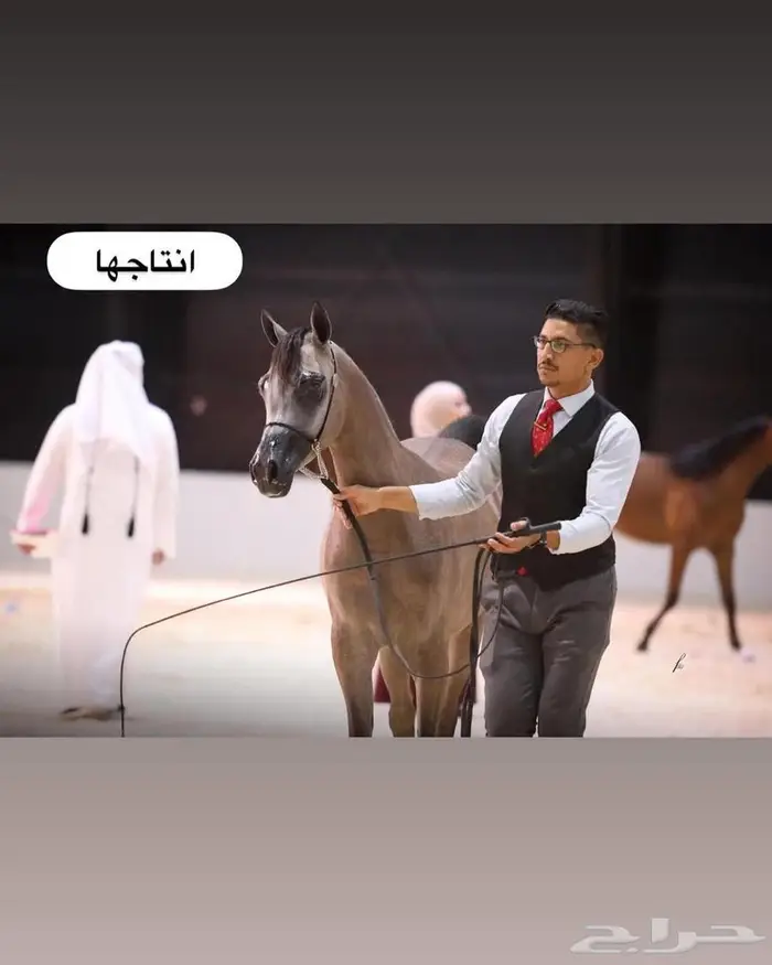 فرس واهو جمال وبنتها 4