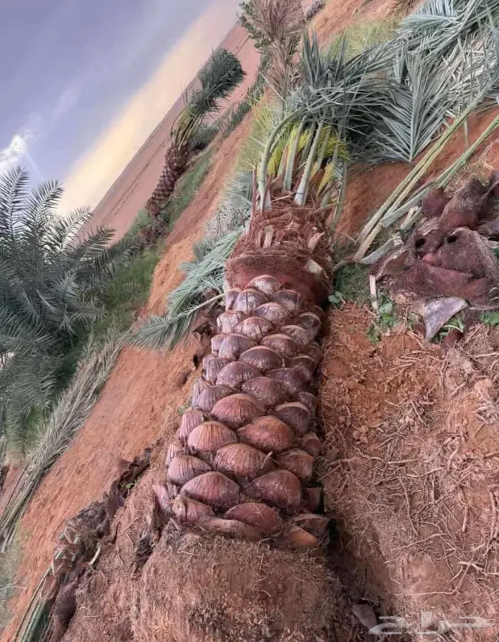 نخل للبيع نقايل جثايث اخلاص سكري شيشي منيفي نخيل صقعي مجدول 1
