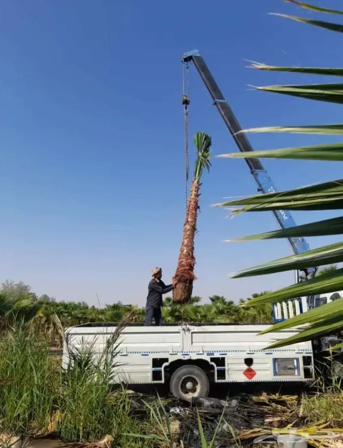 نخل واشنطني واشنطونياء واشنطن واشنطوني 28