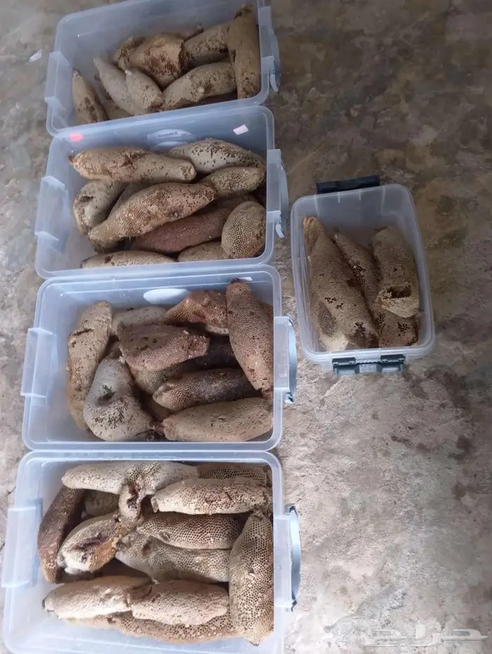 عسل بري حر لايتدخل فيه الانسان الكيلو ب 100 0