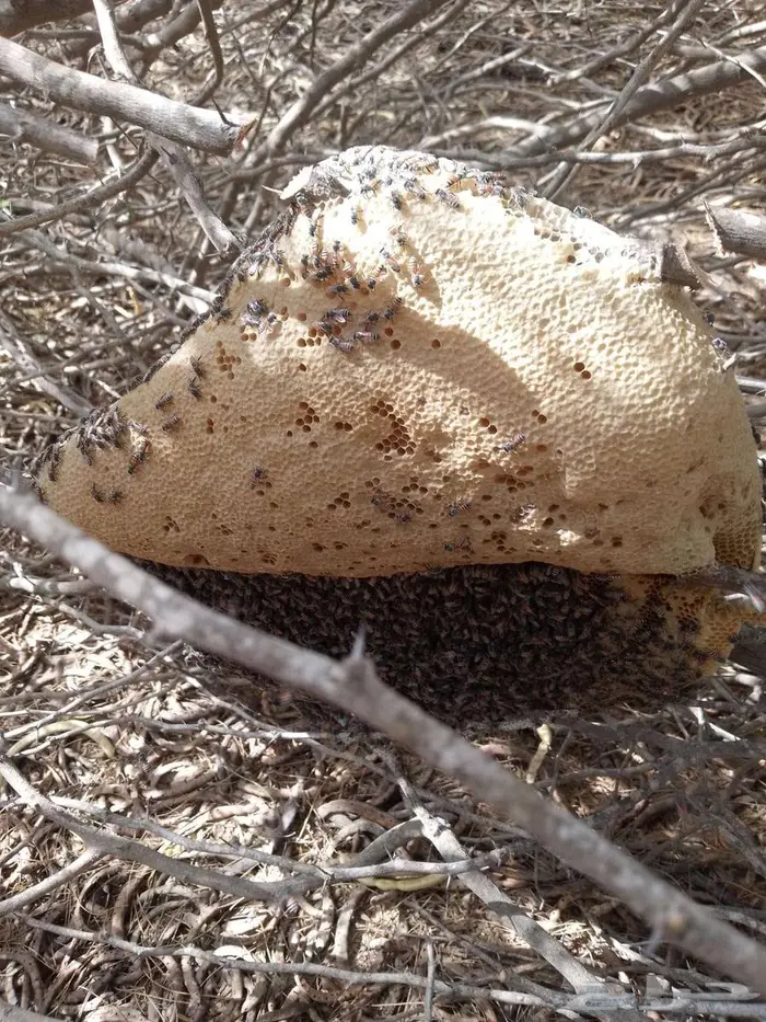 عسل بري حر لايتدخل فيه الانسان الكيلو ب 100 1