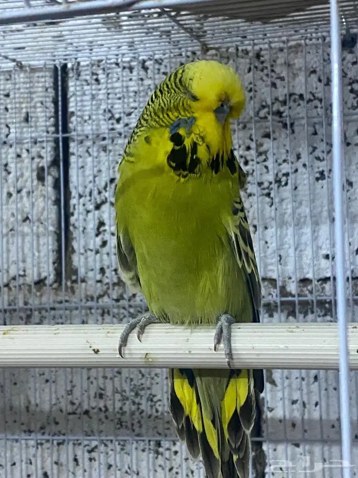 بادجي انقليزي 1