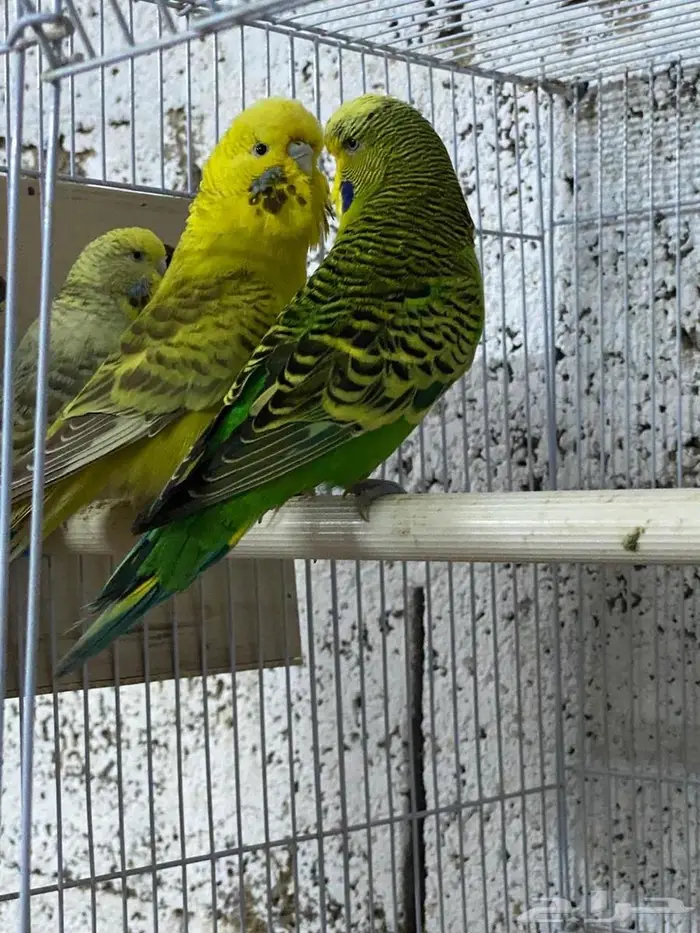 بادجي انقليزي 4