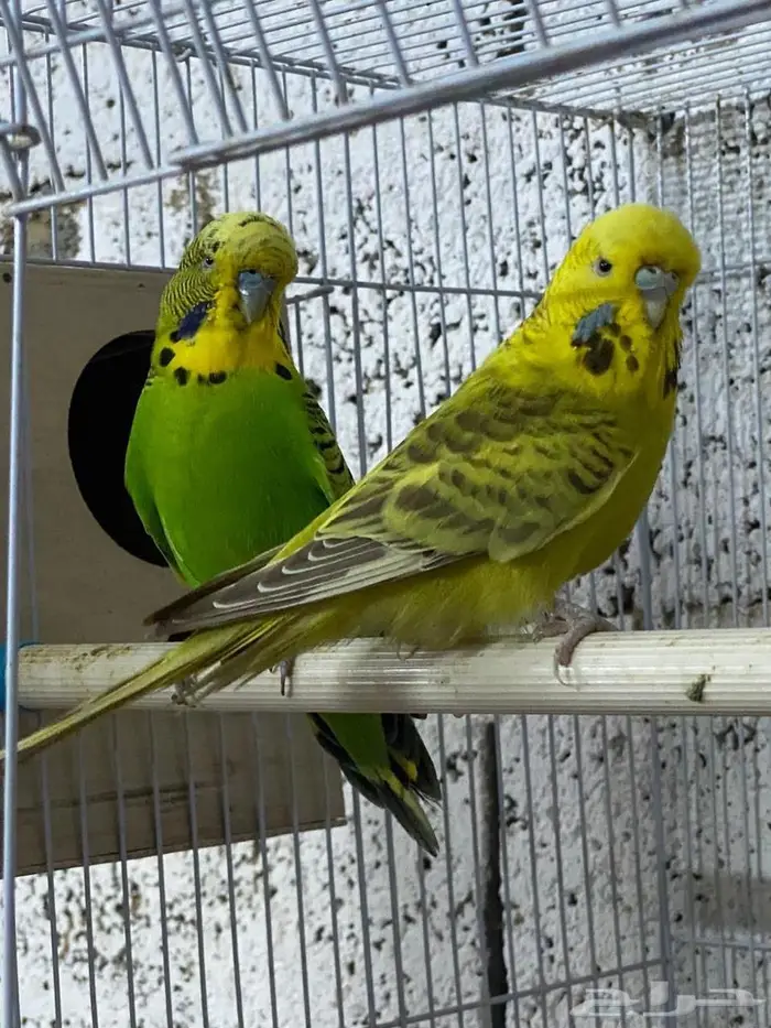 بادجي انقليزي 0