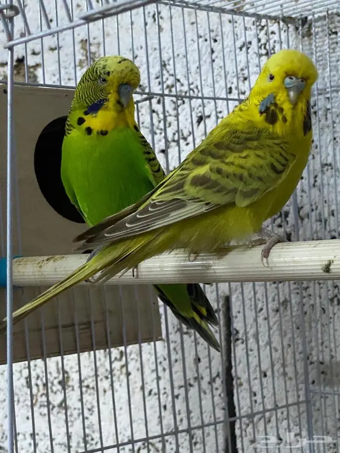 بادجي انقليزي 3