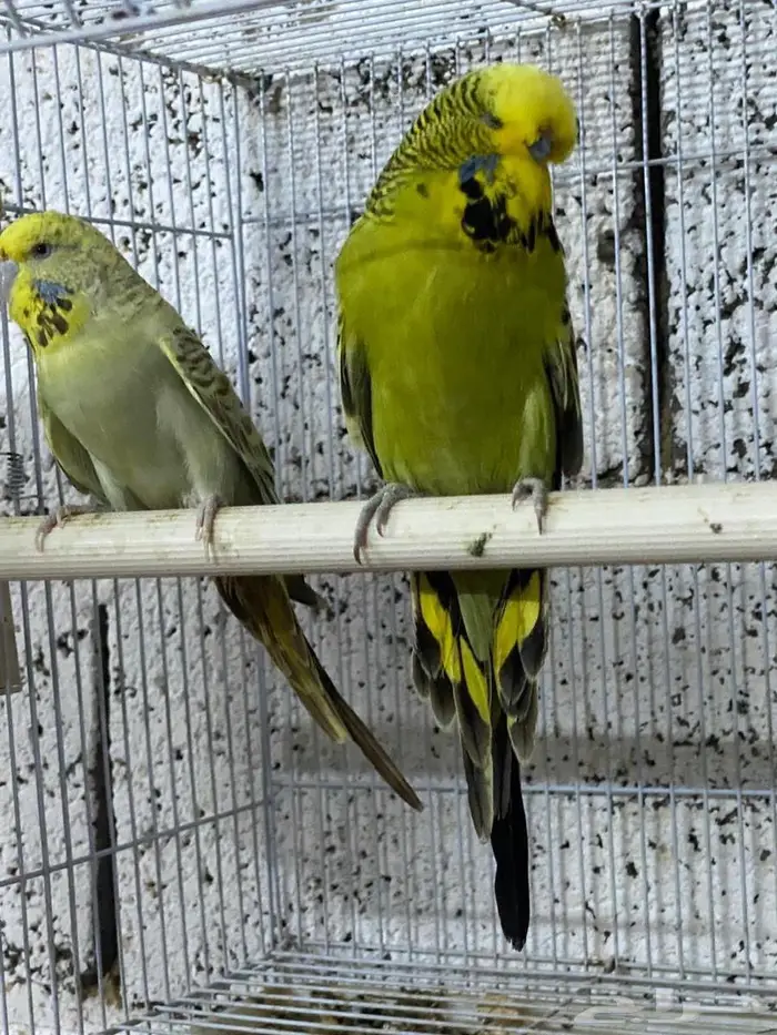 بادجي انقليزي 6