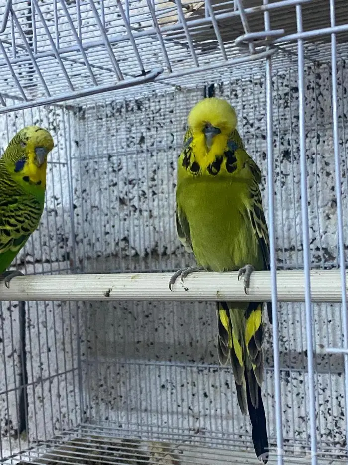 بادجي انقليزي 2