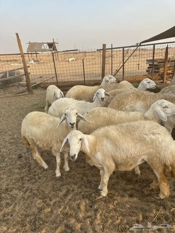 للبيع رخال صنف الصنف 6