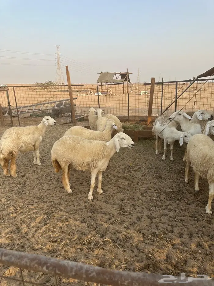 للبيع رخال صنف الصنف 4