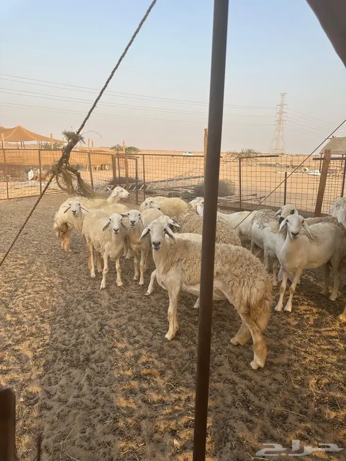للبيع رخال صنف الصنف 9