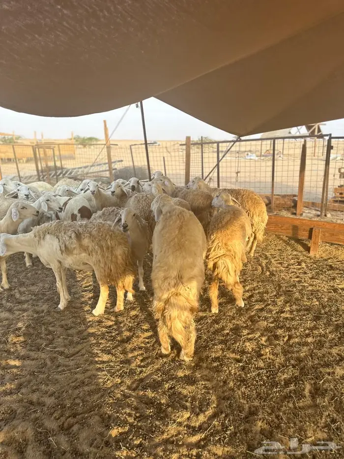 للبيع رخال صنف الصنف 8