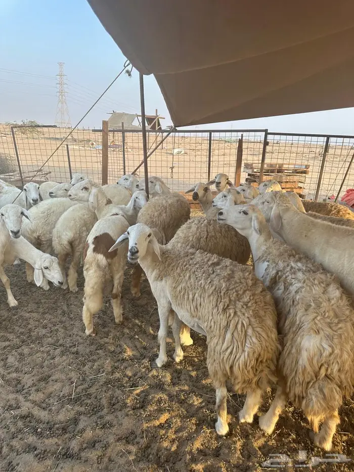 للبيع رخال صنف الصنف 3