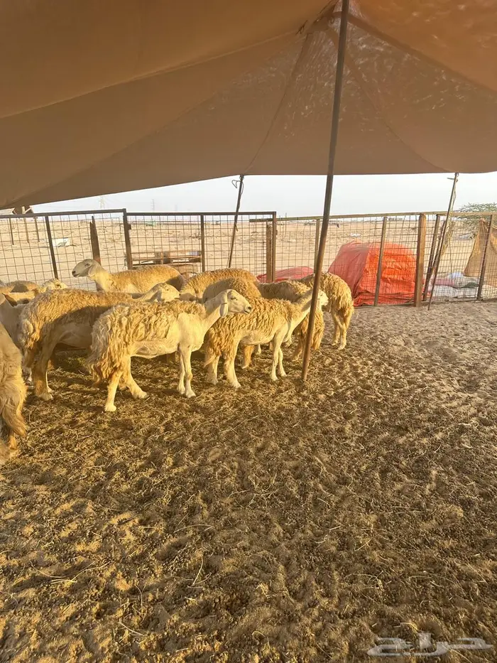 للبيع رخال صنف الصنف 13