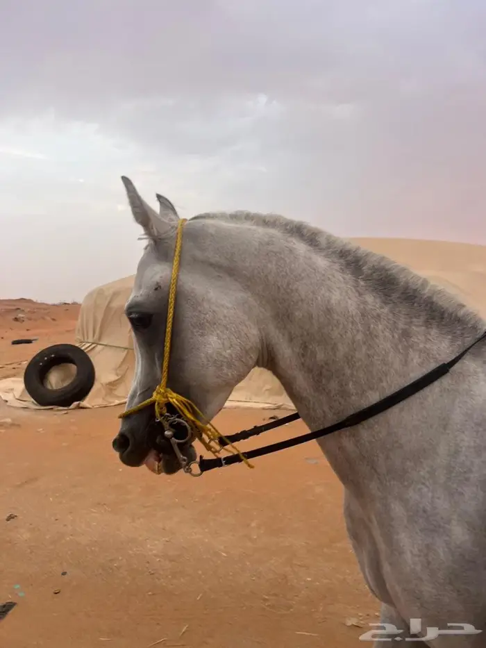 سلام عليكم ورحمة الله وبركاته 1