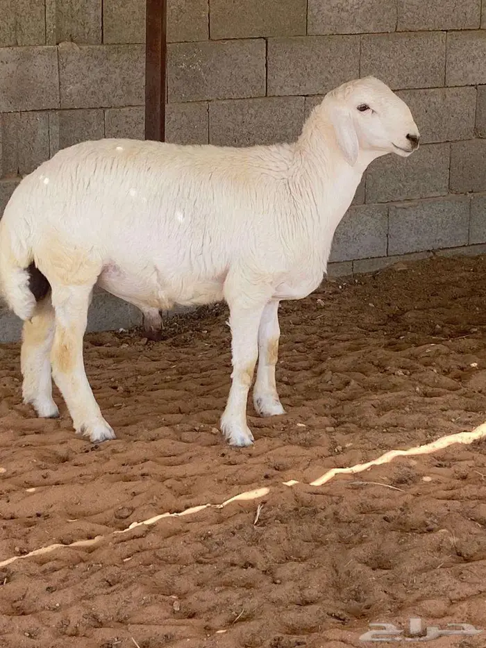 مشروع فحل صنف 0