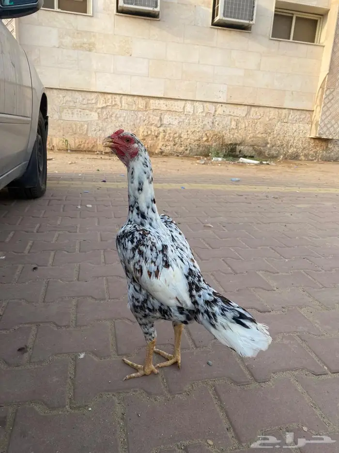 تم البيع 0