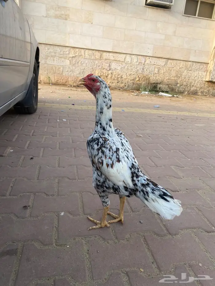 تم البيع 1