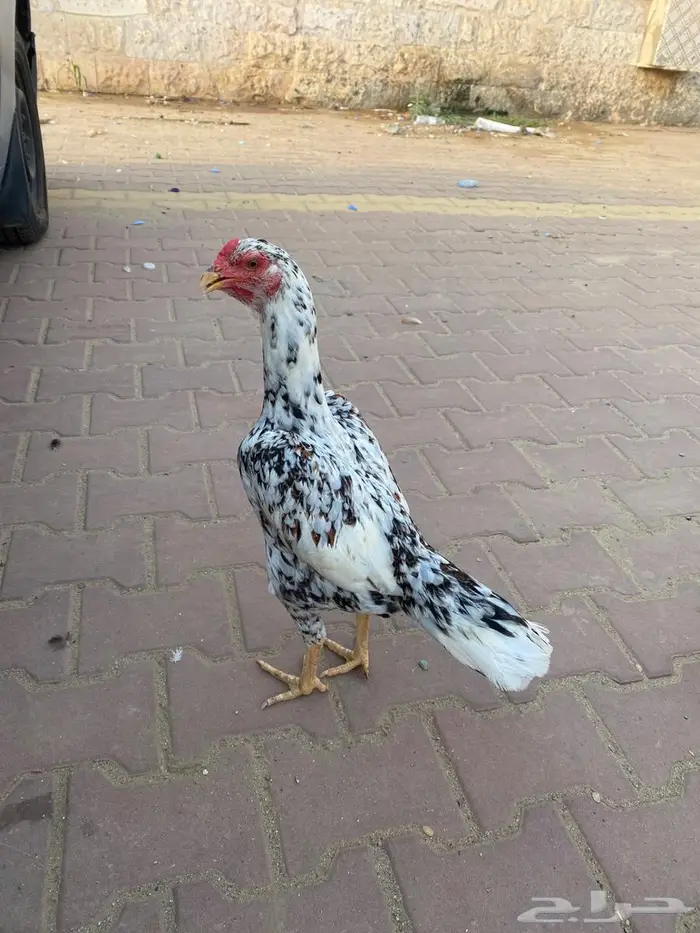 تم البيع 2