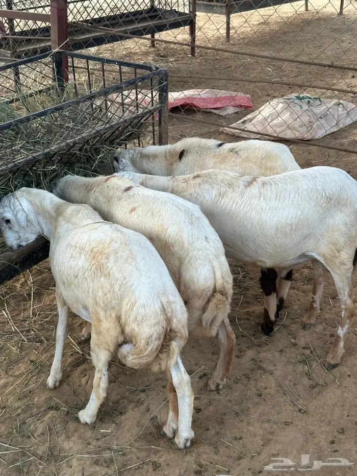 كباشه للبيع 0