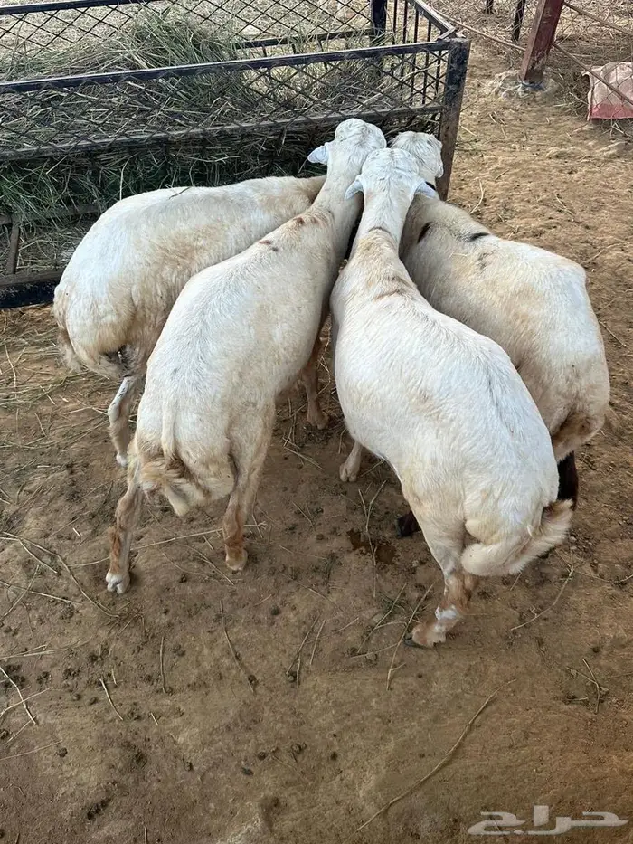 كباشه للبيع 1