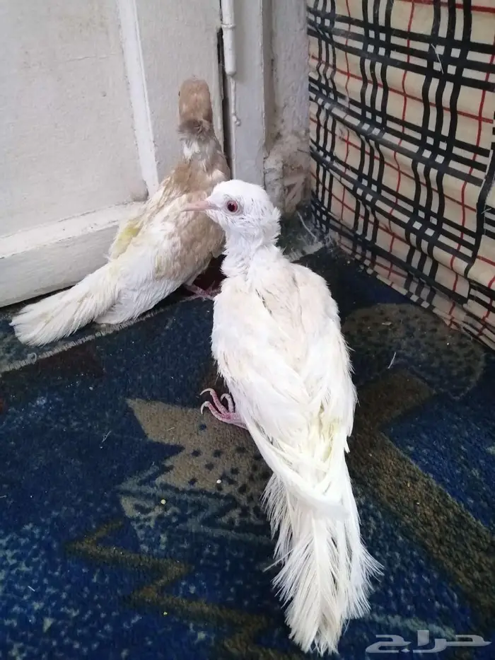 جوز قماري... 0