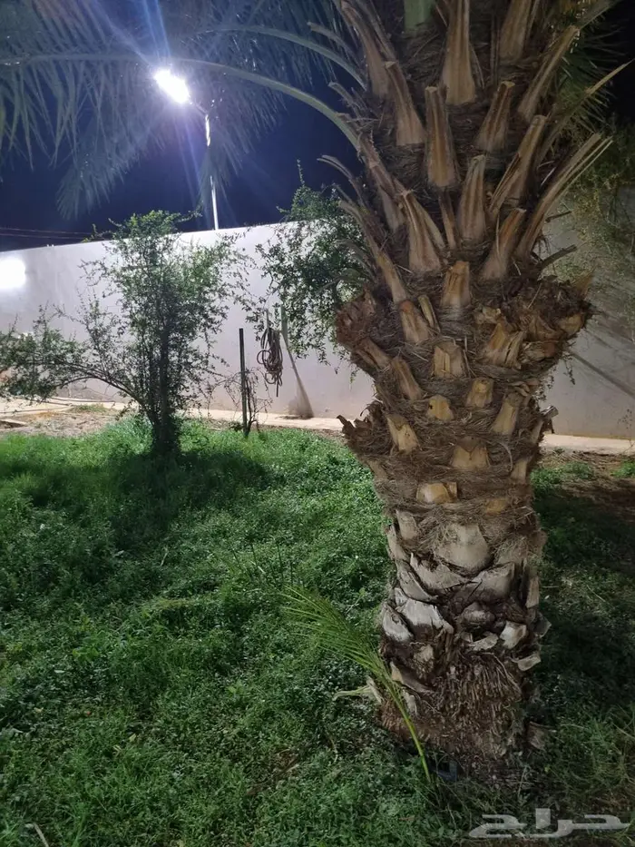 استراحة للايجار السنوي في ملهم او موسم الصقور 29