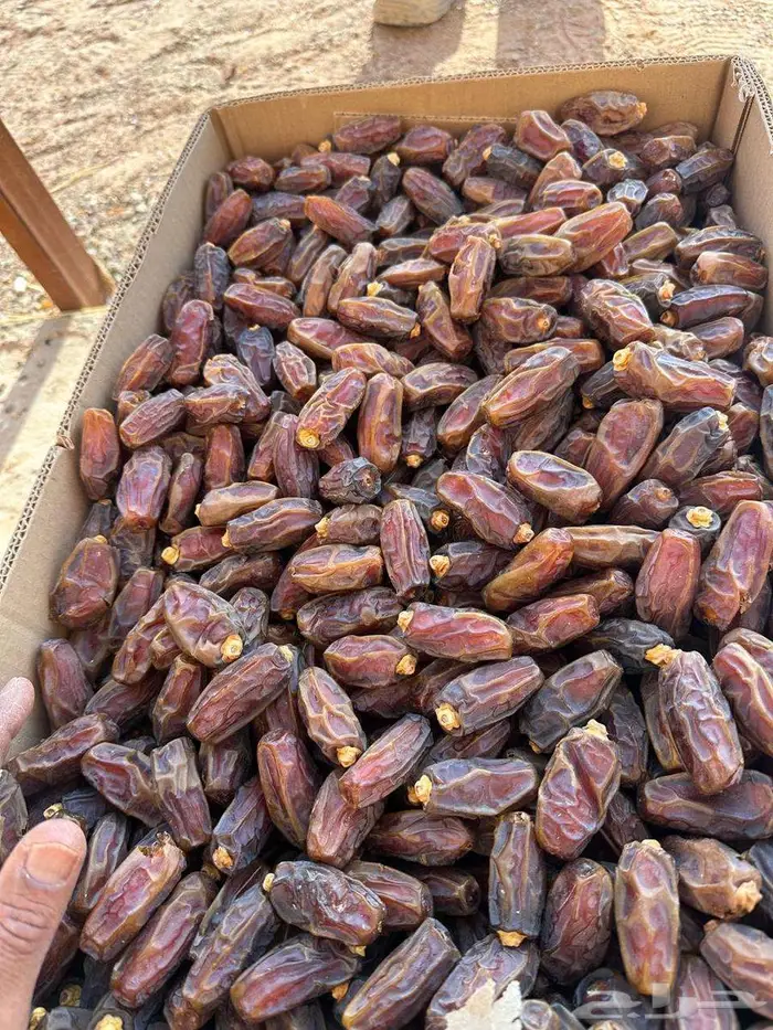 مبرم . صفاوى. عجوه المدينه 0