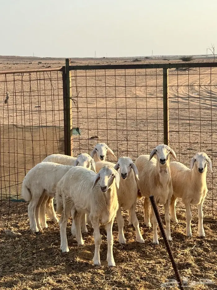 رخال 0
