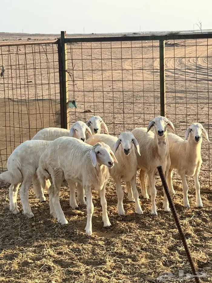 رخال 1