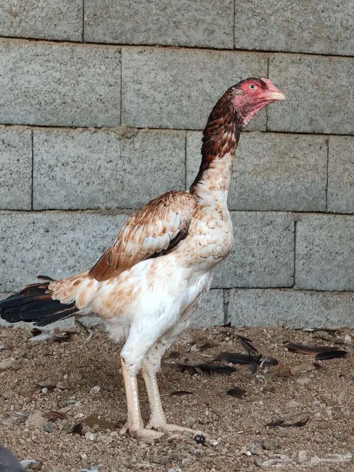 دجاجه شامو 0