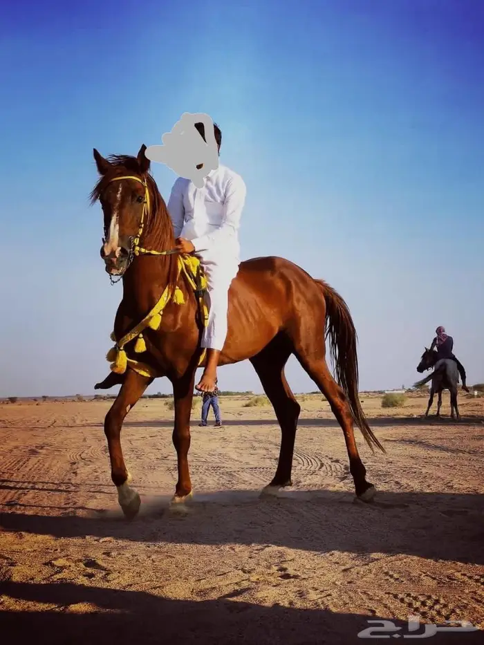خيل شعبي 0