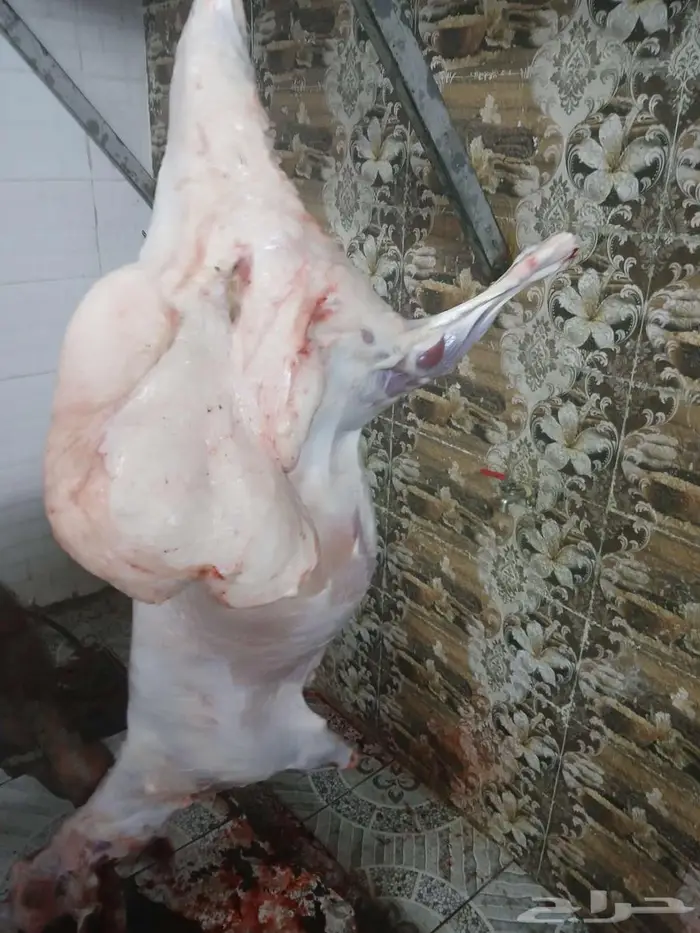خرفان نعيمي بلدي كاش واقصاد 6