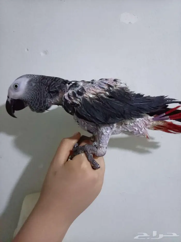 انثي كاسكواليفةمتكلمةومحللةبشهادةللبيع للبيع او بدل بامازوني 3