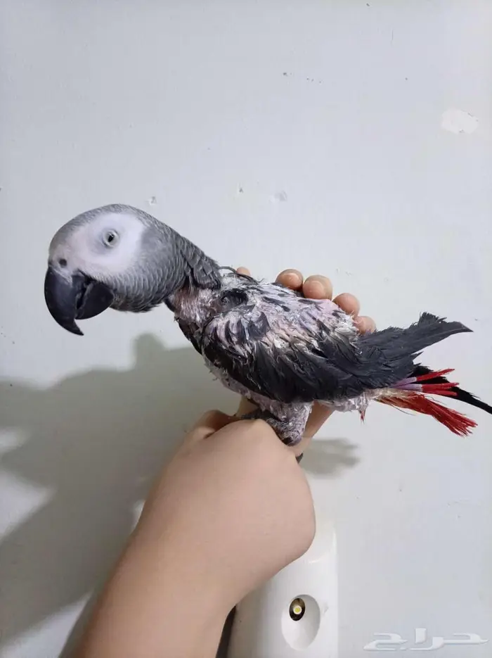 انثي كاسكواليفةمتكلمةومحللةبشهادةللبيع للبيع او بدل بامازوني 6