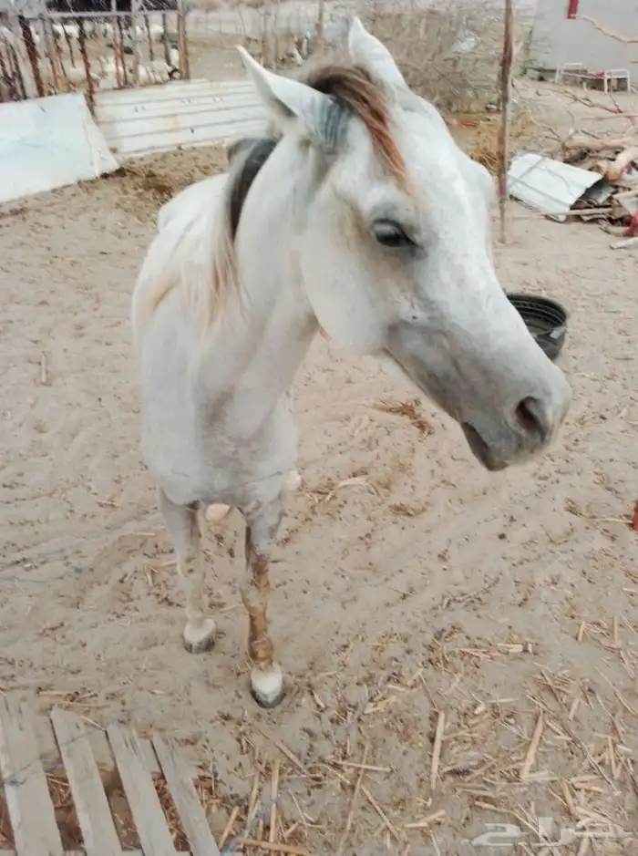 خيل عربي شعبي للبيع 5