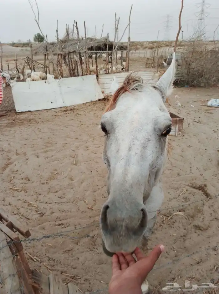 خيل عربي شعبي للبيع 0