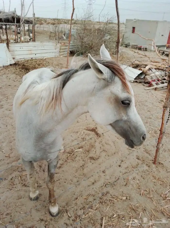خيل عربي شعبي للبيع 1