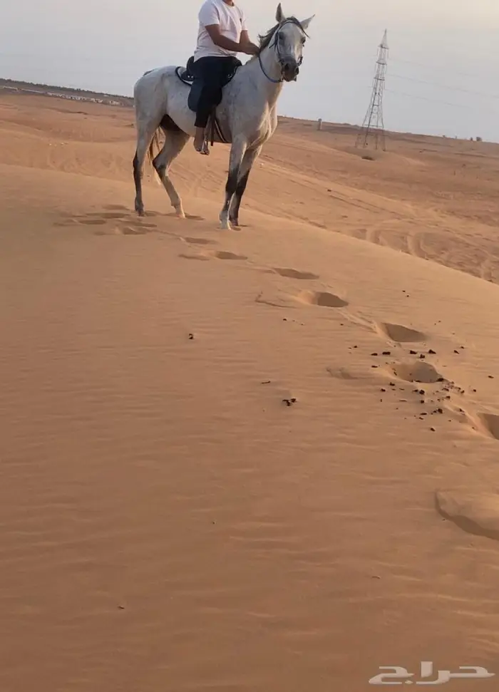 حصان جزيري والبيع شعبي 3