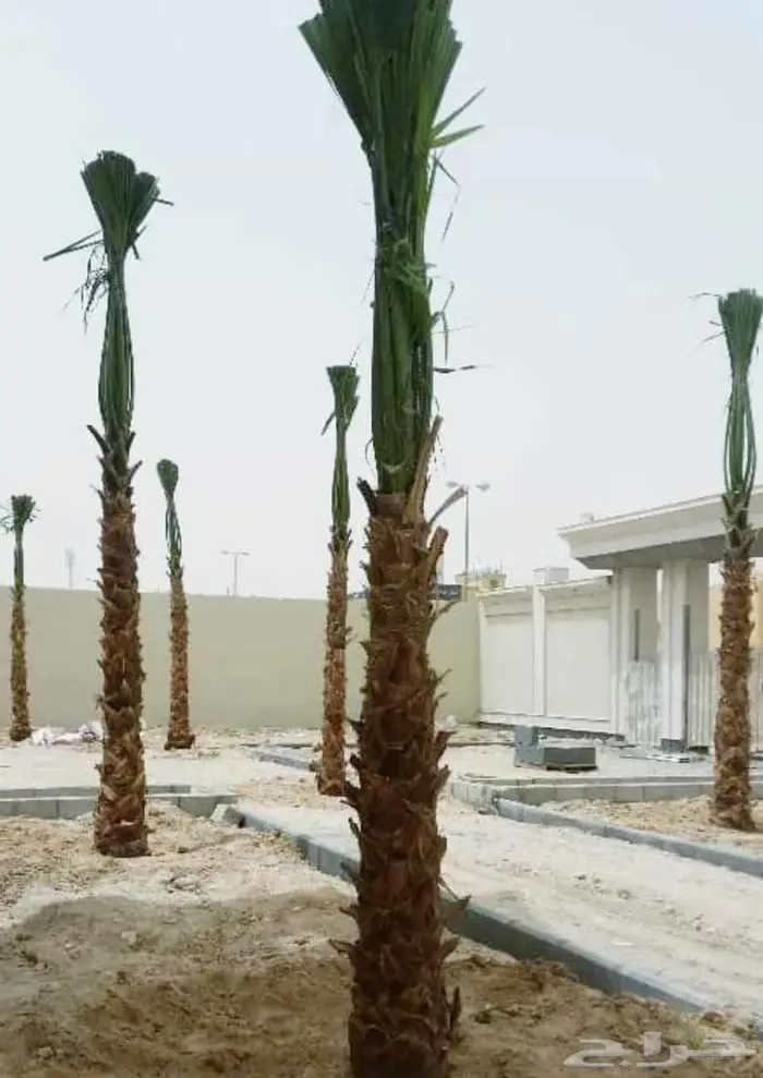 نخل للبيع نقايل جثايث اخلاص سكري شيشي منيفي نخيل صقعي مجدول 4