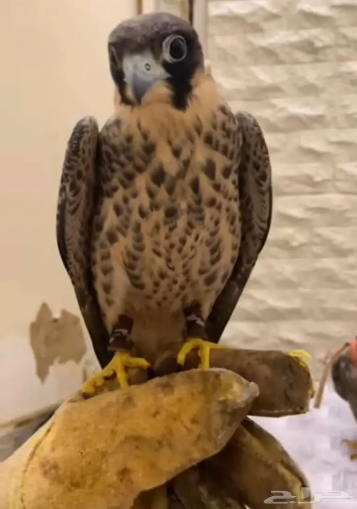 مطلب باشق أو شبوط 1