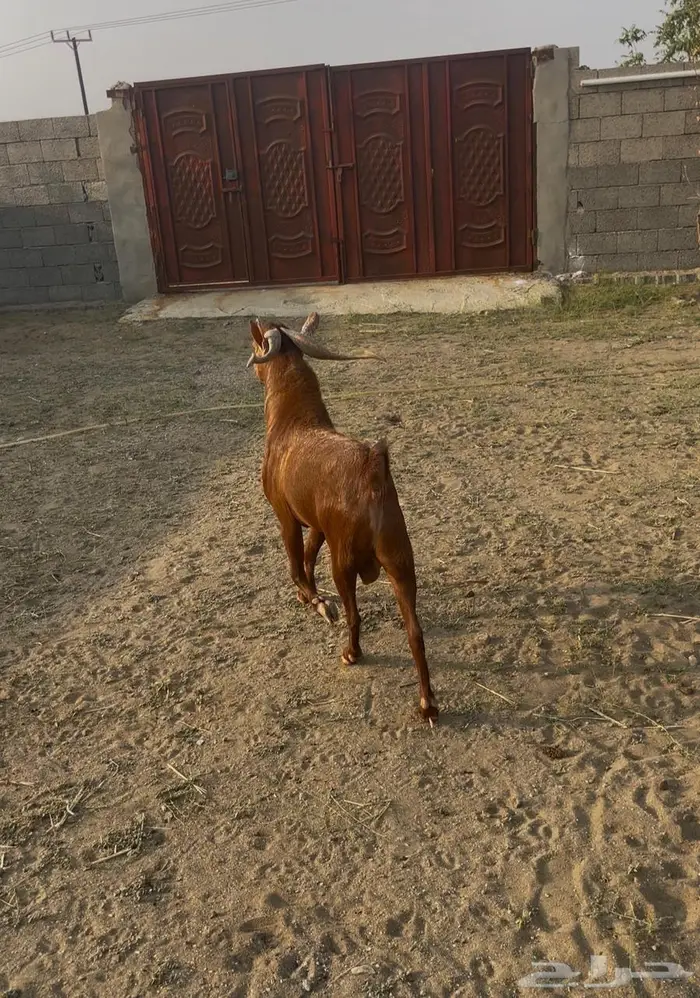 فحل ادهم مشروط 3