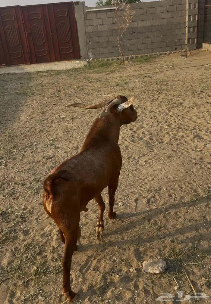 فحل ادهم مشروط 0