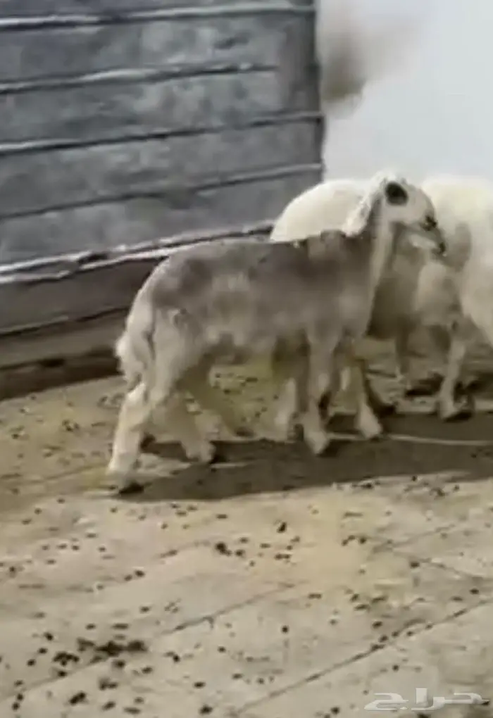 طلي حري 4 شهور طيب بالحيل 0